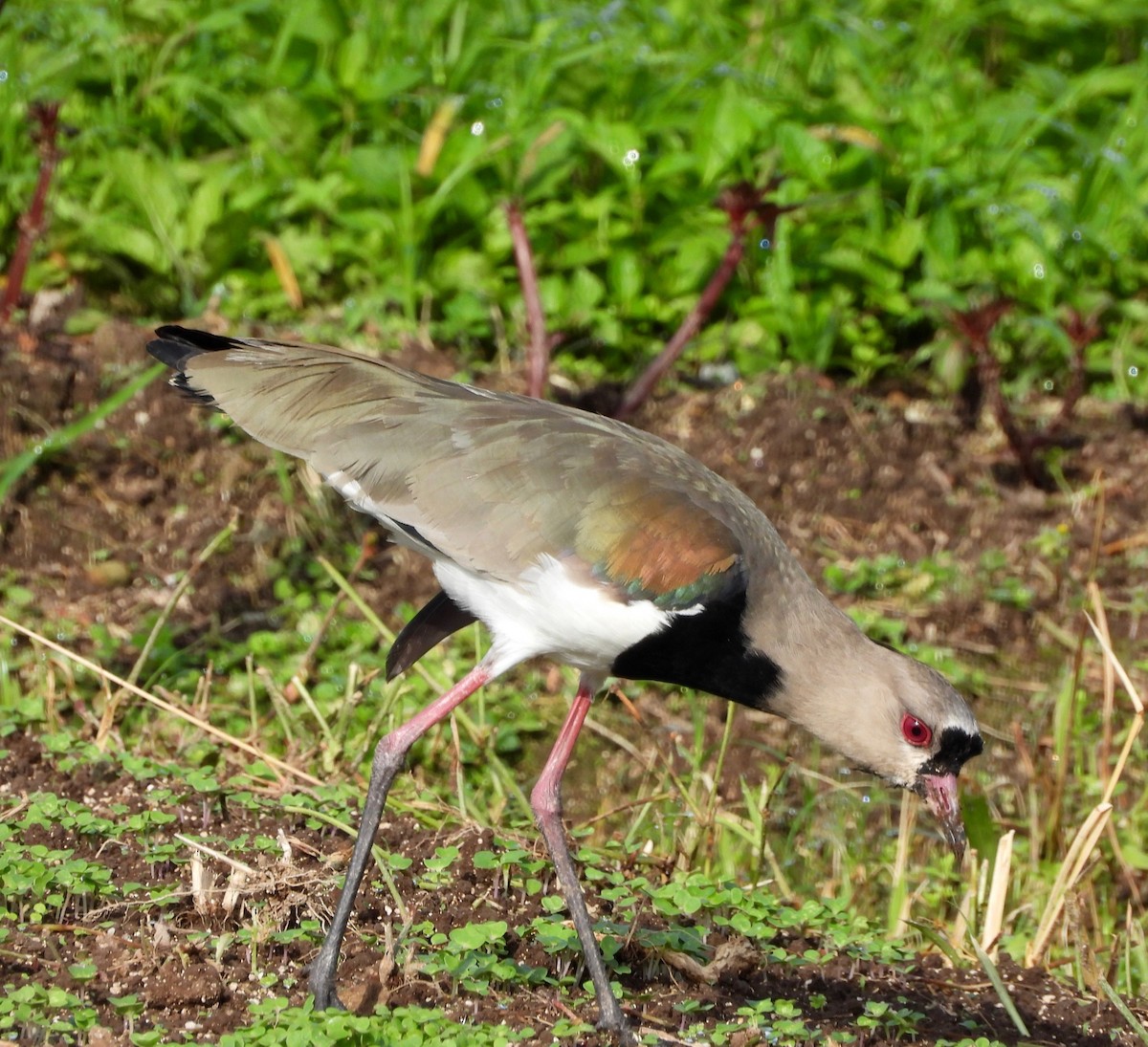 Southern Lapwing - ML642870251
