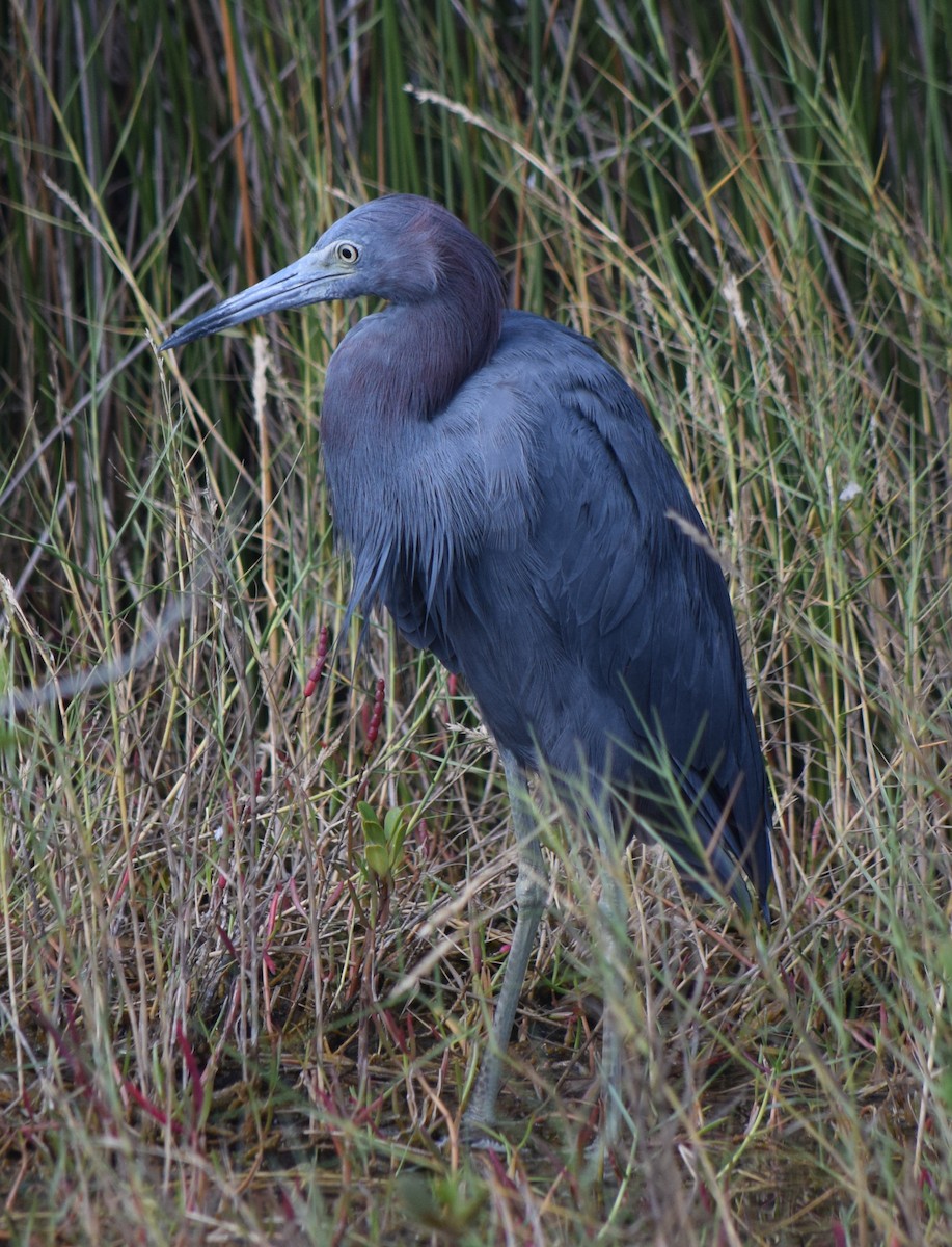 Little Blue Heron - ML642870252