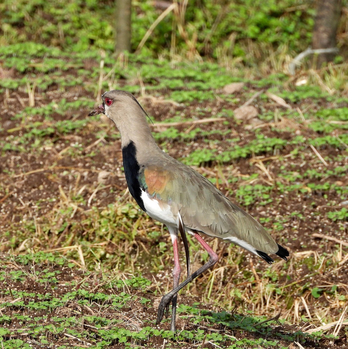 Southern Lapwing - ML642870253