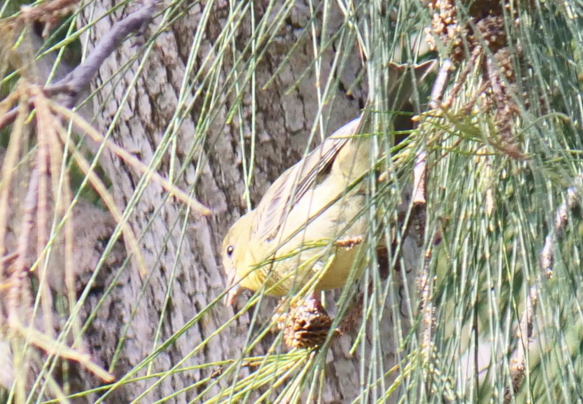 Lesser Goldfinch - ML642870254