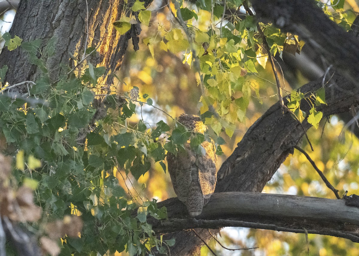 Great Horned Owl - ML642870256