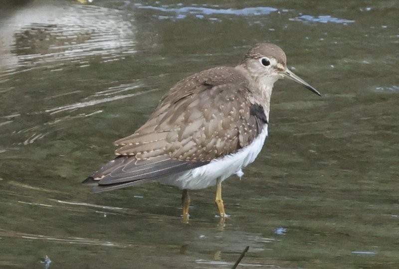 Solitary Sandpiper - ML642870257