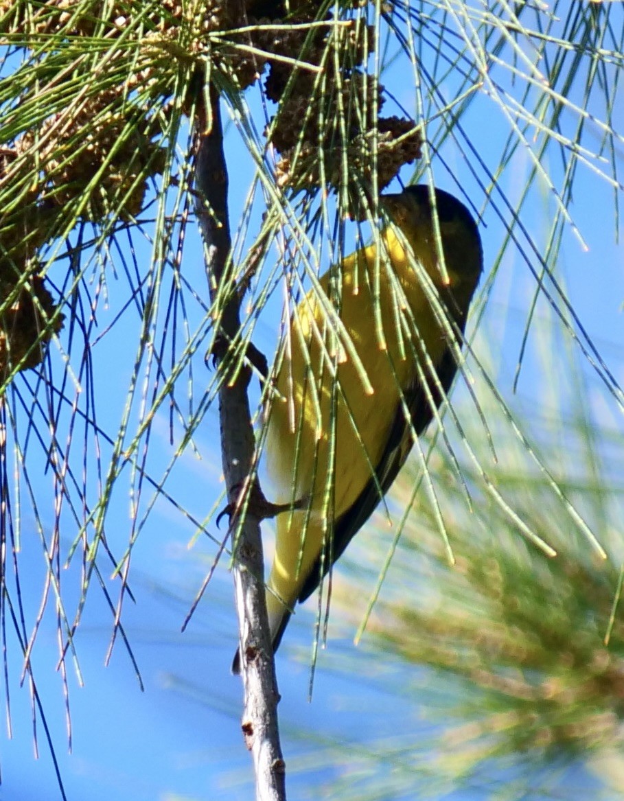 Lesser Goldfinch - ML642870260