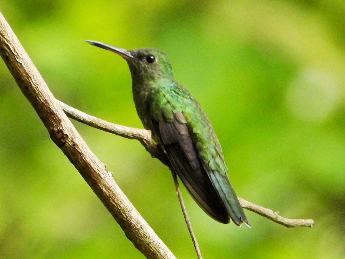Scaly-breasted Hummingbird - ML642870261