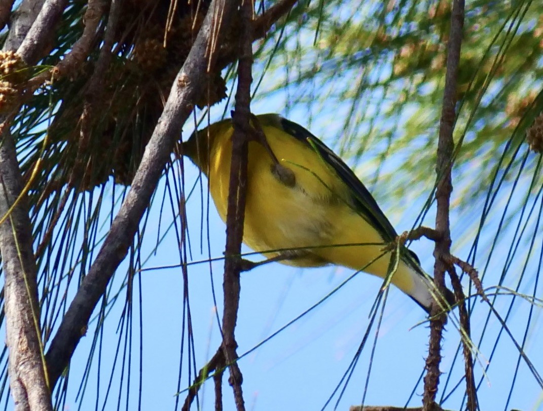 Lesser Goldfinch - ML642870262