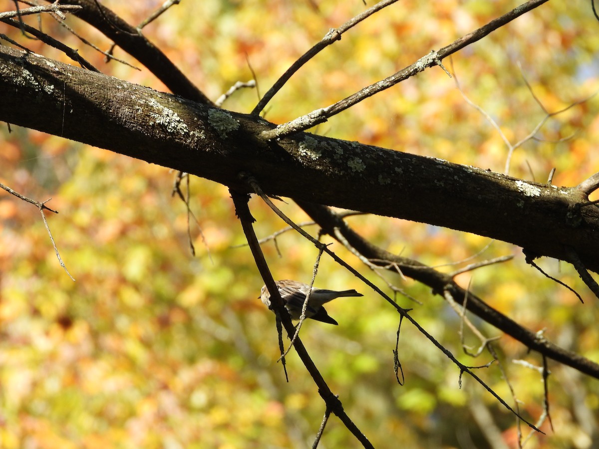 Yellow-rumped Warbler - ML642870263