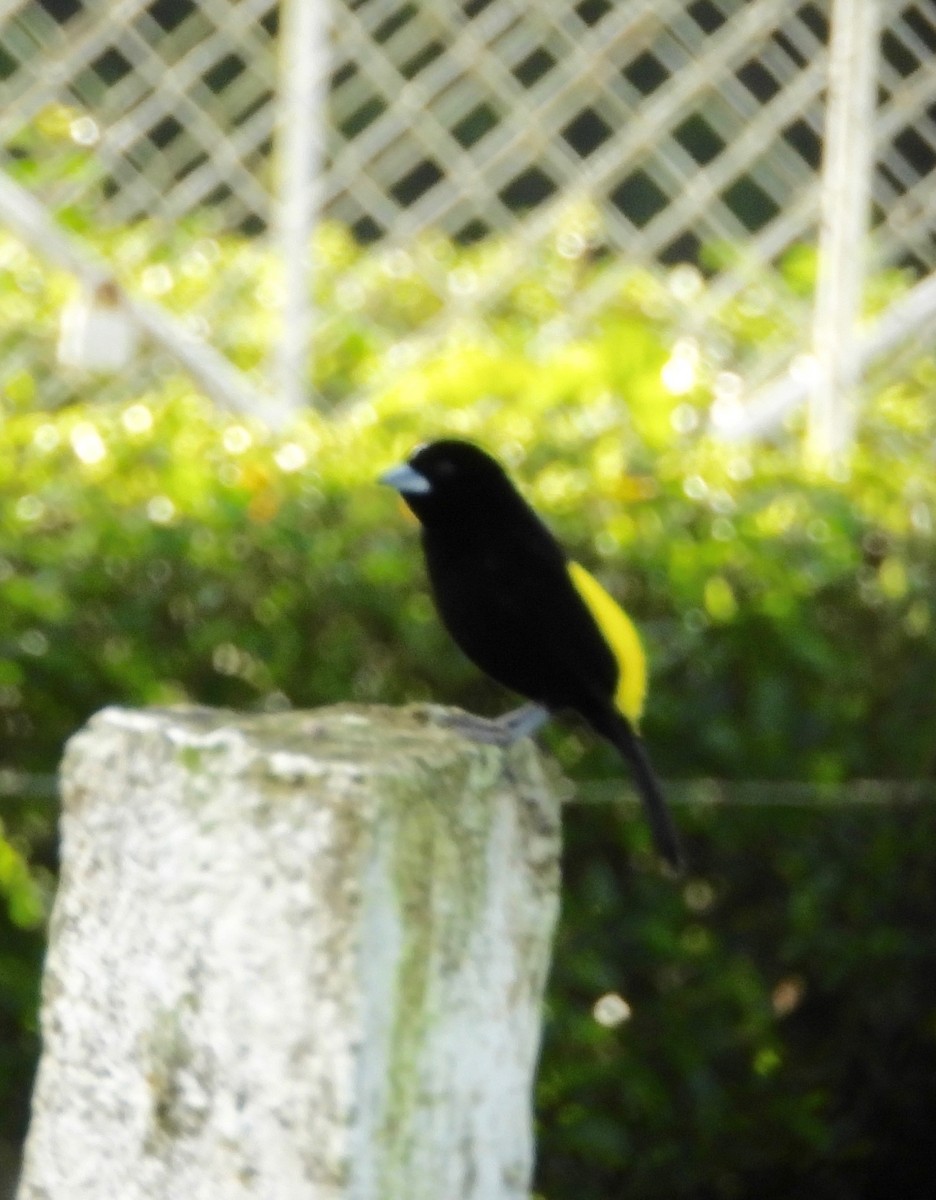 Flame-rumped Tanager (Lemon-rumped) - ML642870264