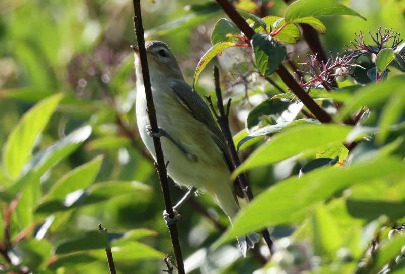 Warbling Vireo - ML642870267
