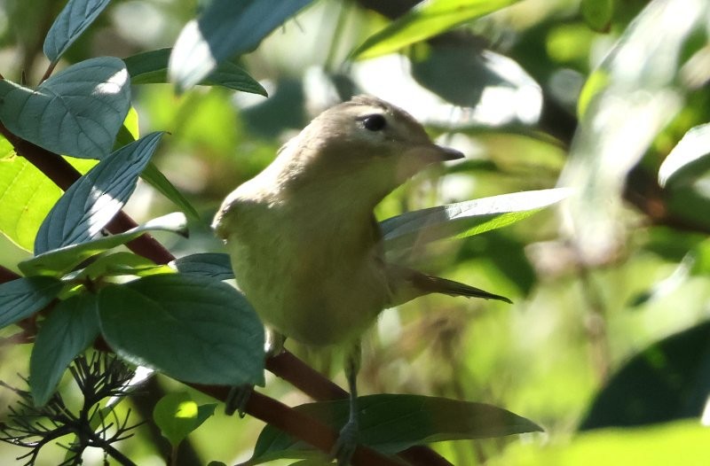 Warbling Vireo - ML642870268