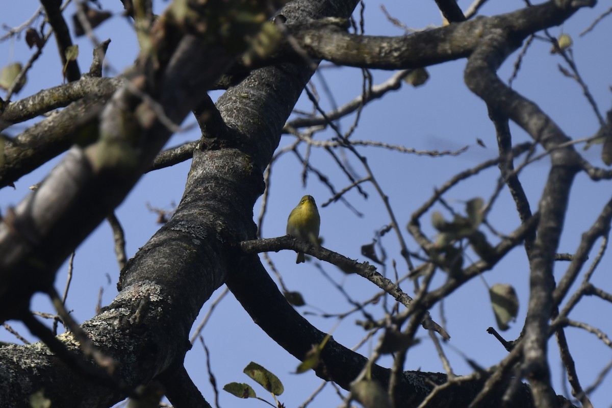 Pine Warbler - ML642870269