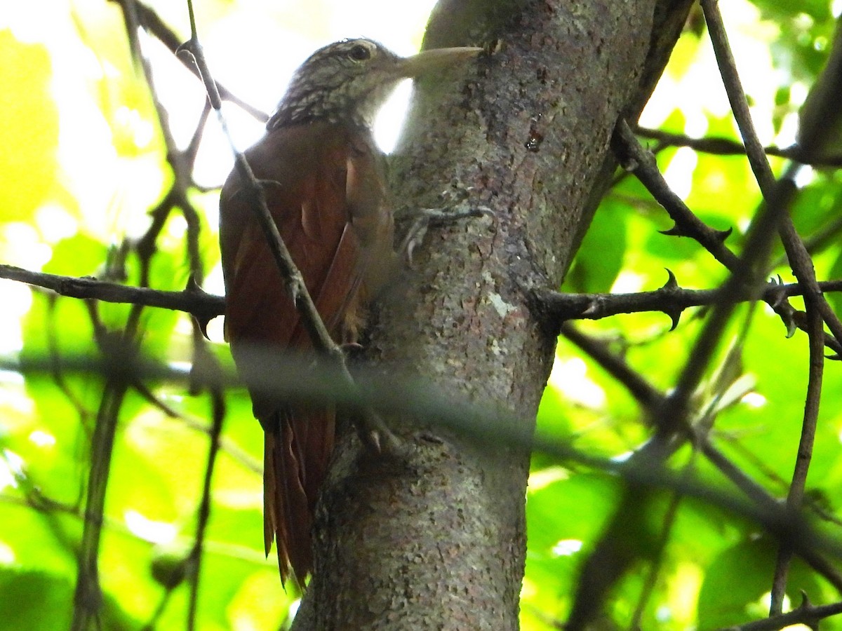 Straight-billed Woodcreeper - ML642870270