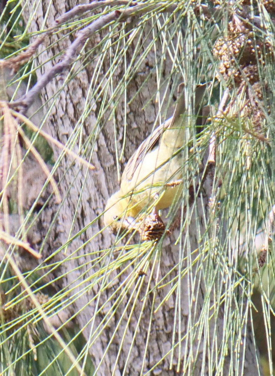Lesser Goldfinch - ML642870271