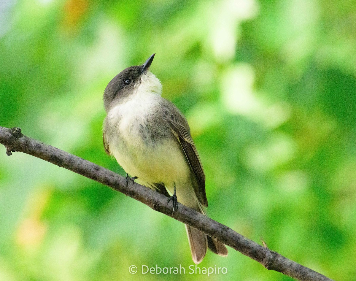 Eastern Phoebe - ML642870273