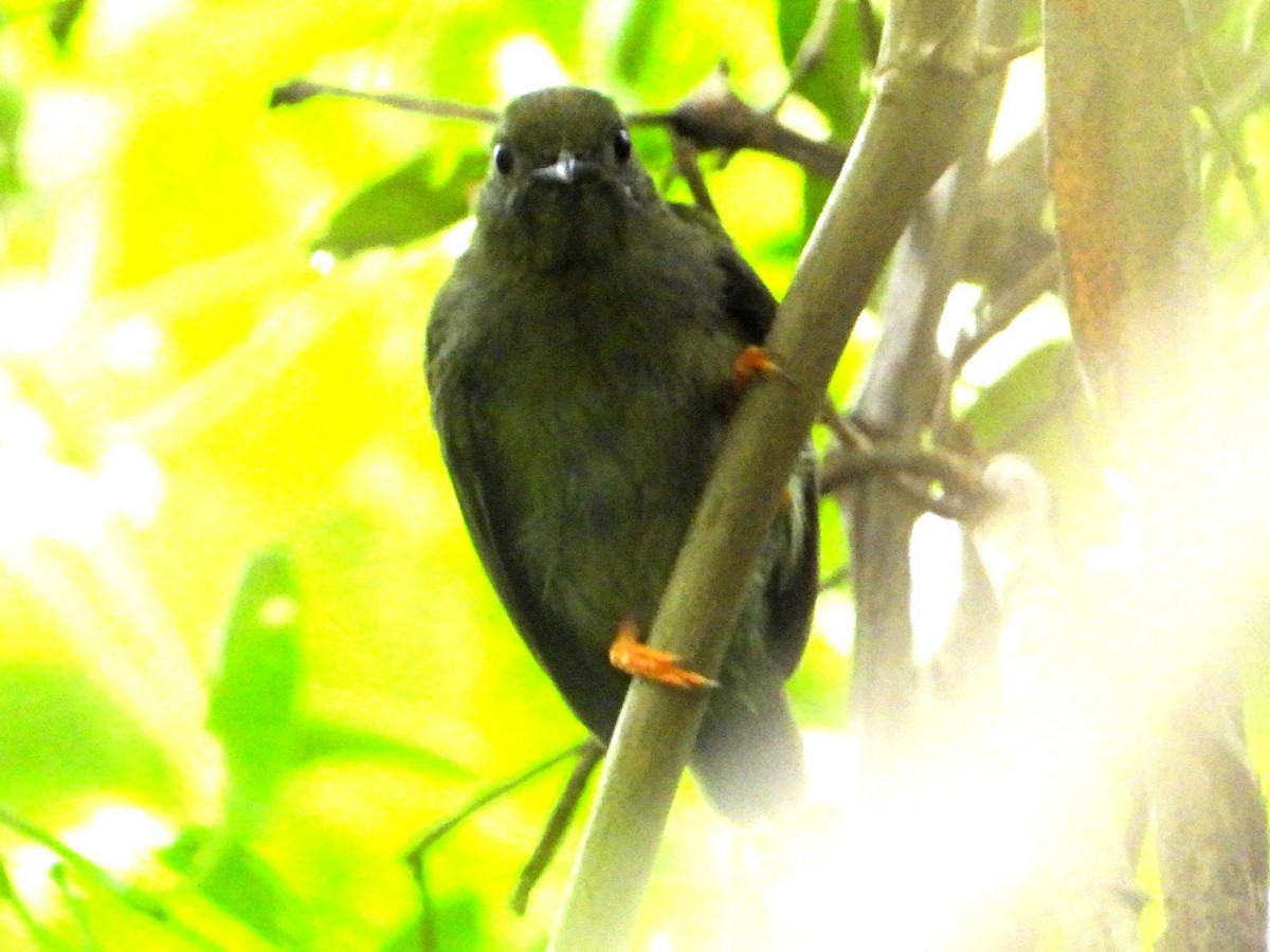 Lance-tailed Manakin - ML642870274