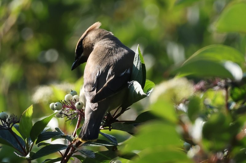 Cedar Waxwing - ML642870275