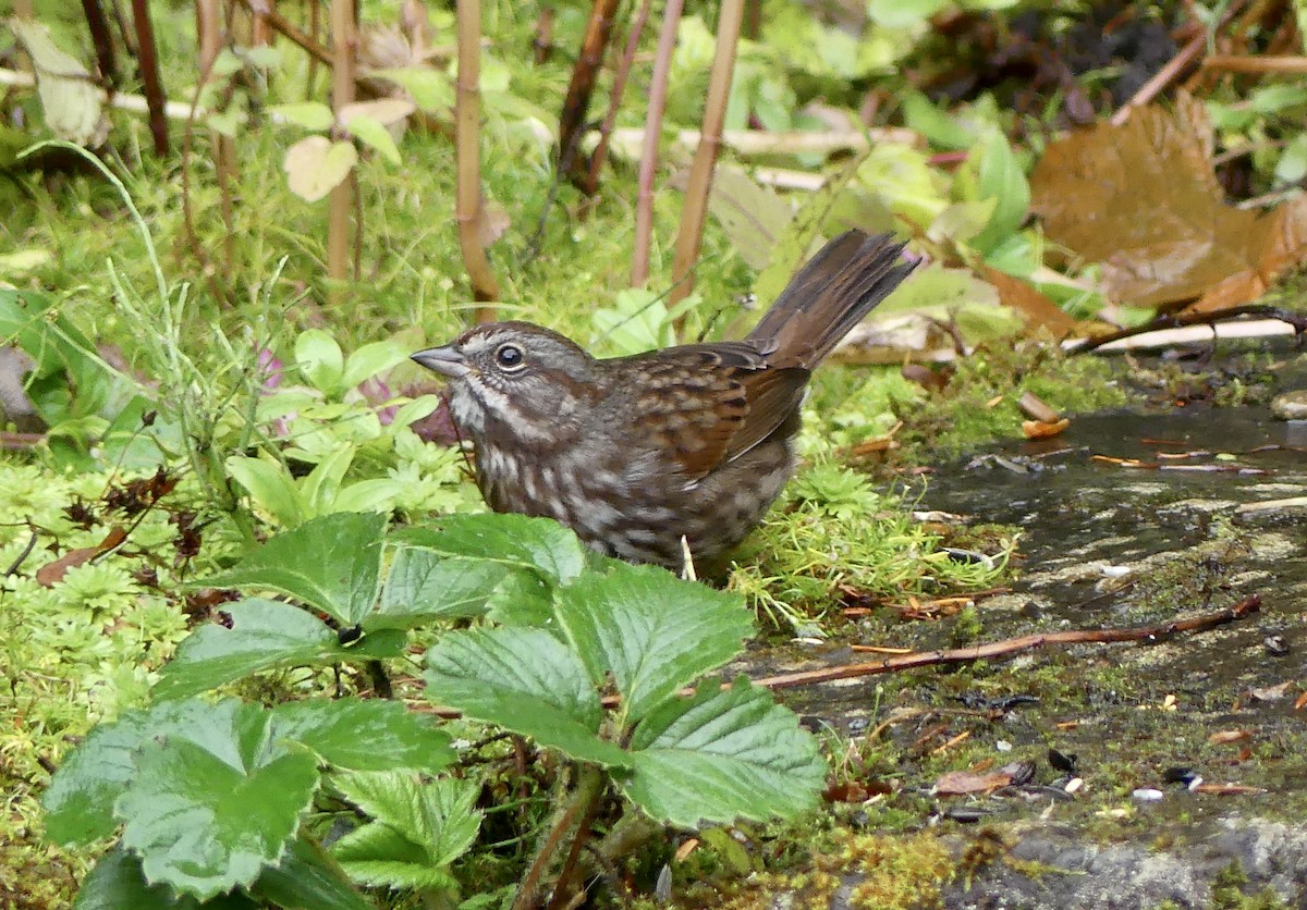 Song Sparrow - ML642870276