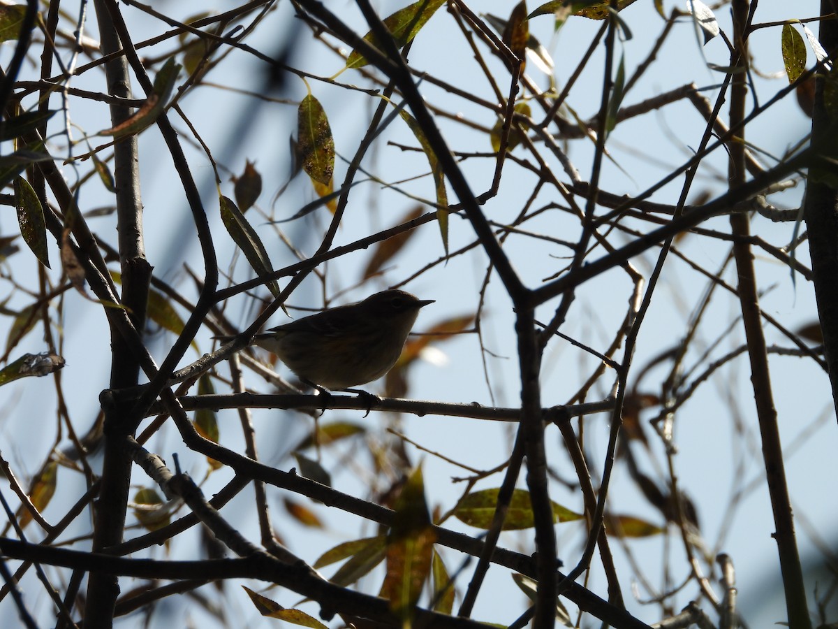 Yellow-rumped Warbler - ML642870277