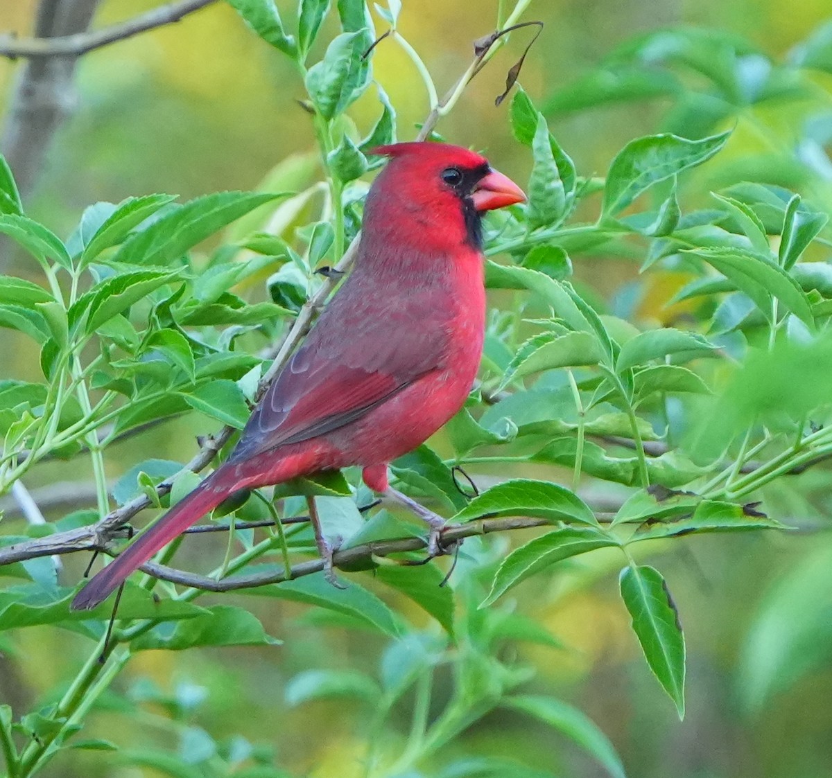 Northern Cardinal - ML642870282