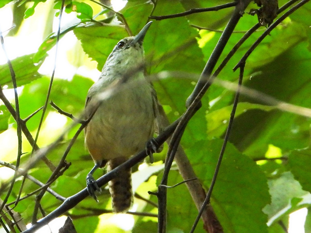 Isthmian Wren - ML642870283