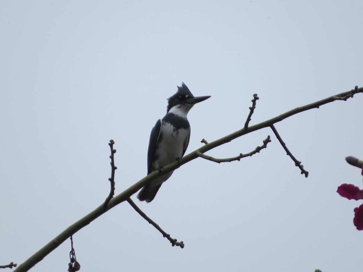 Belted Kingfisher - ML642870287