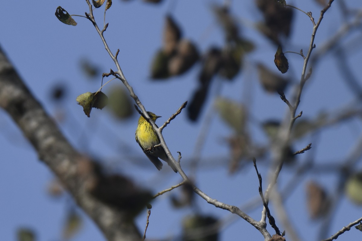 Cape May Warbler - ML642870292