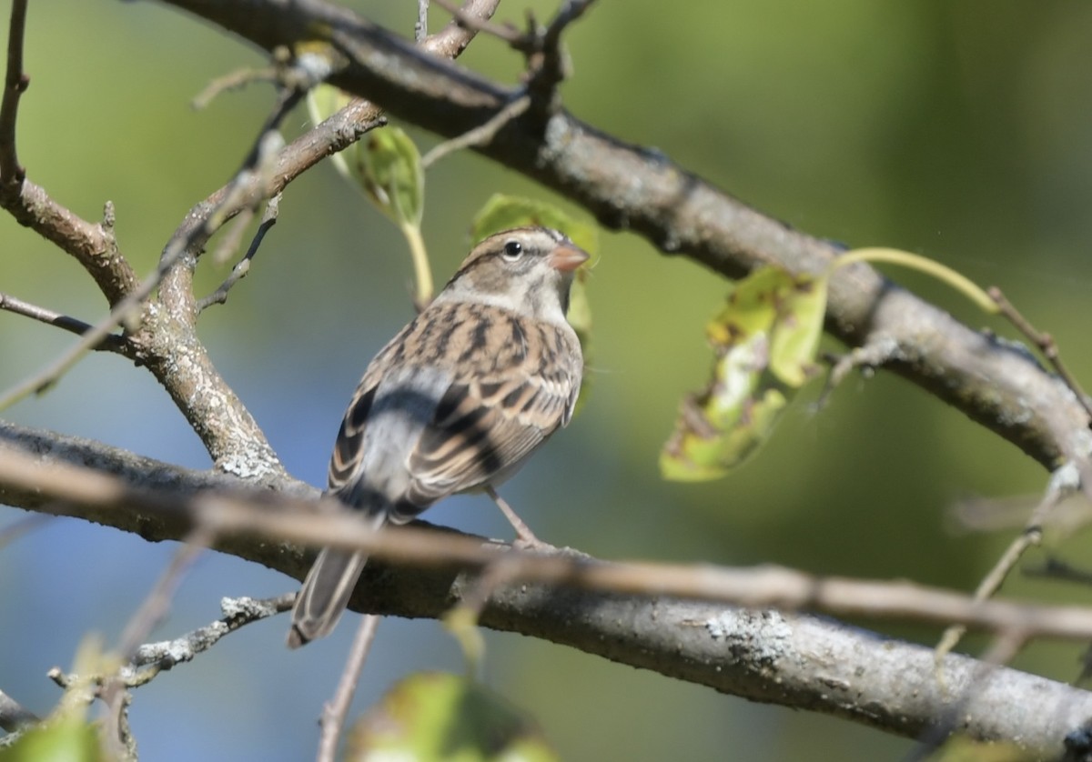 Chipping Sparrow - ML642870296