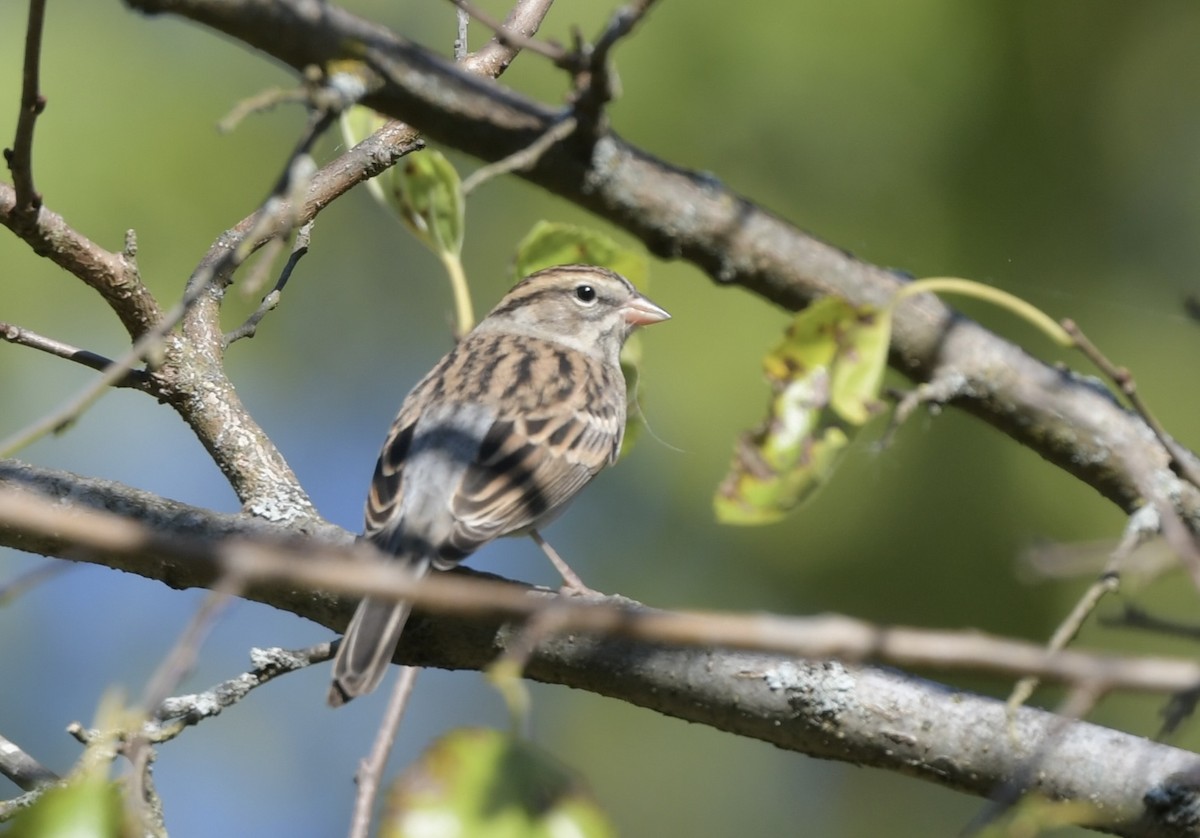 Chipping Sparrow - ML642870297