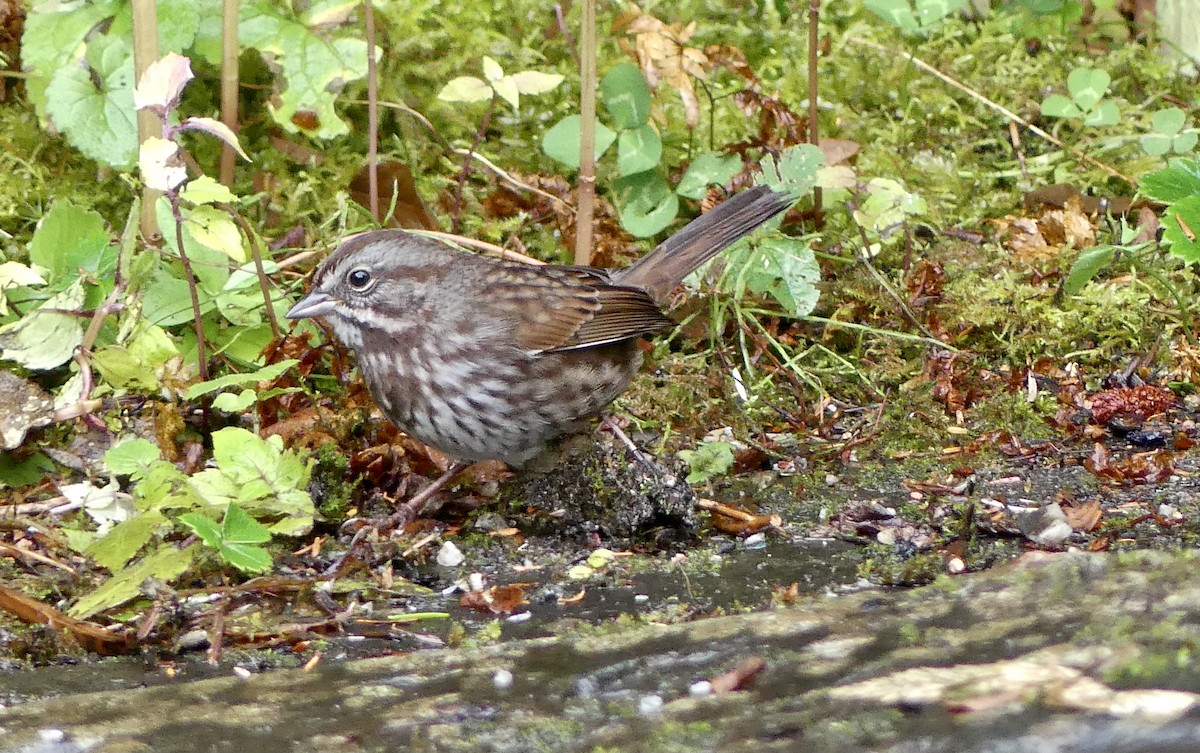 Song Sparrow - ML642870300