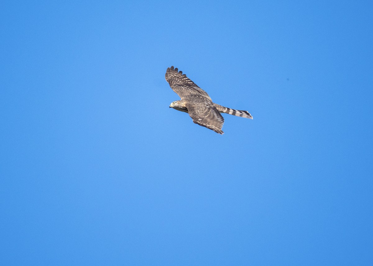 Sharp-shinned Hawk - ML642870301