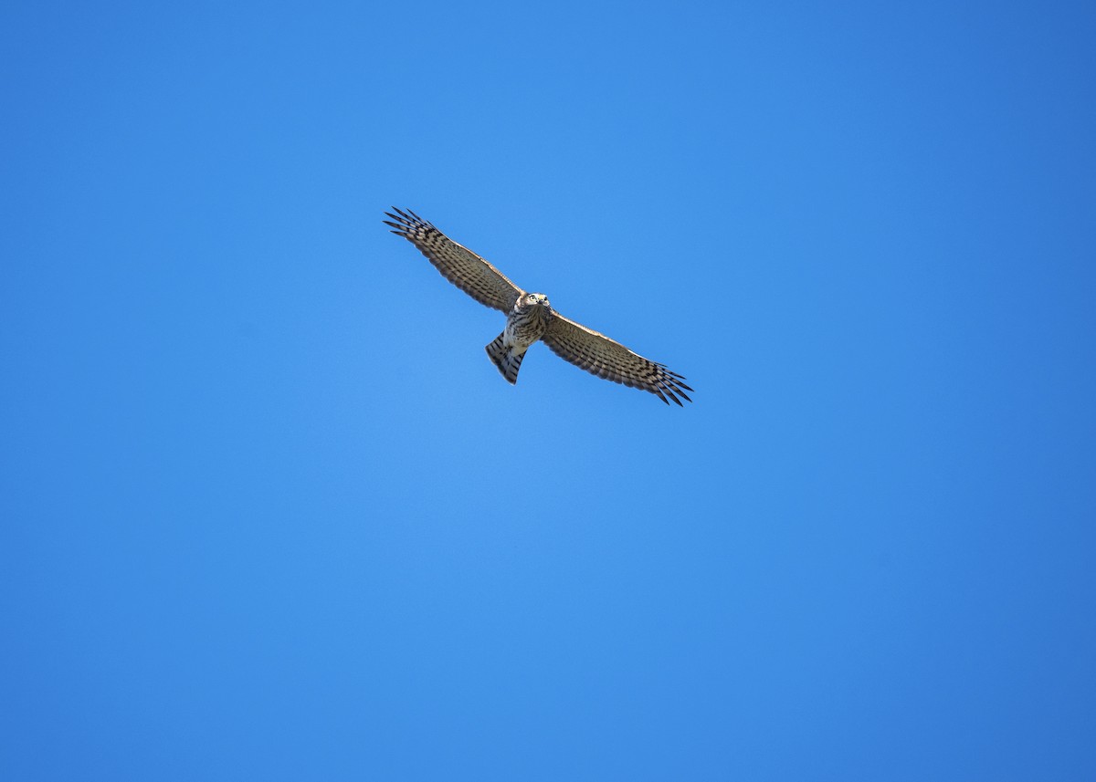 Sharp-shinned Hawk - ML642870302