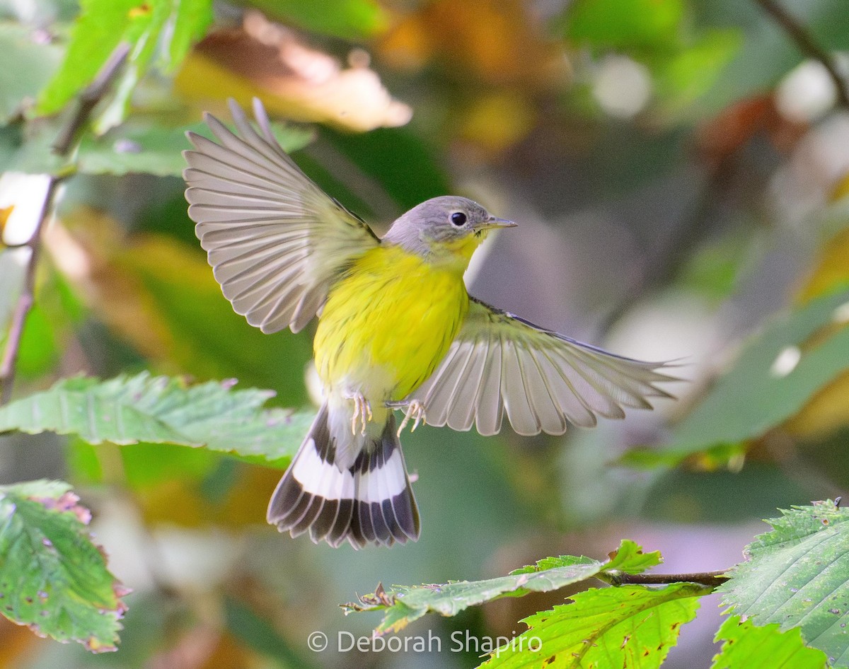 Magnolia Warbler - ML642870303