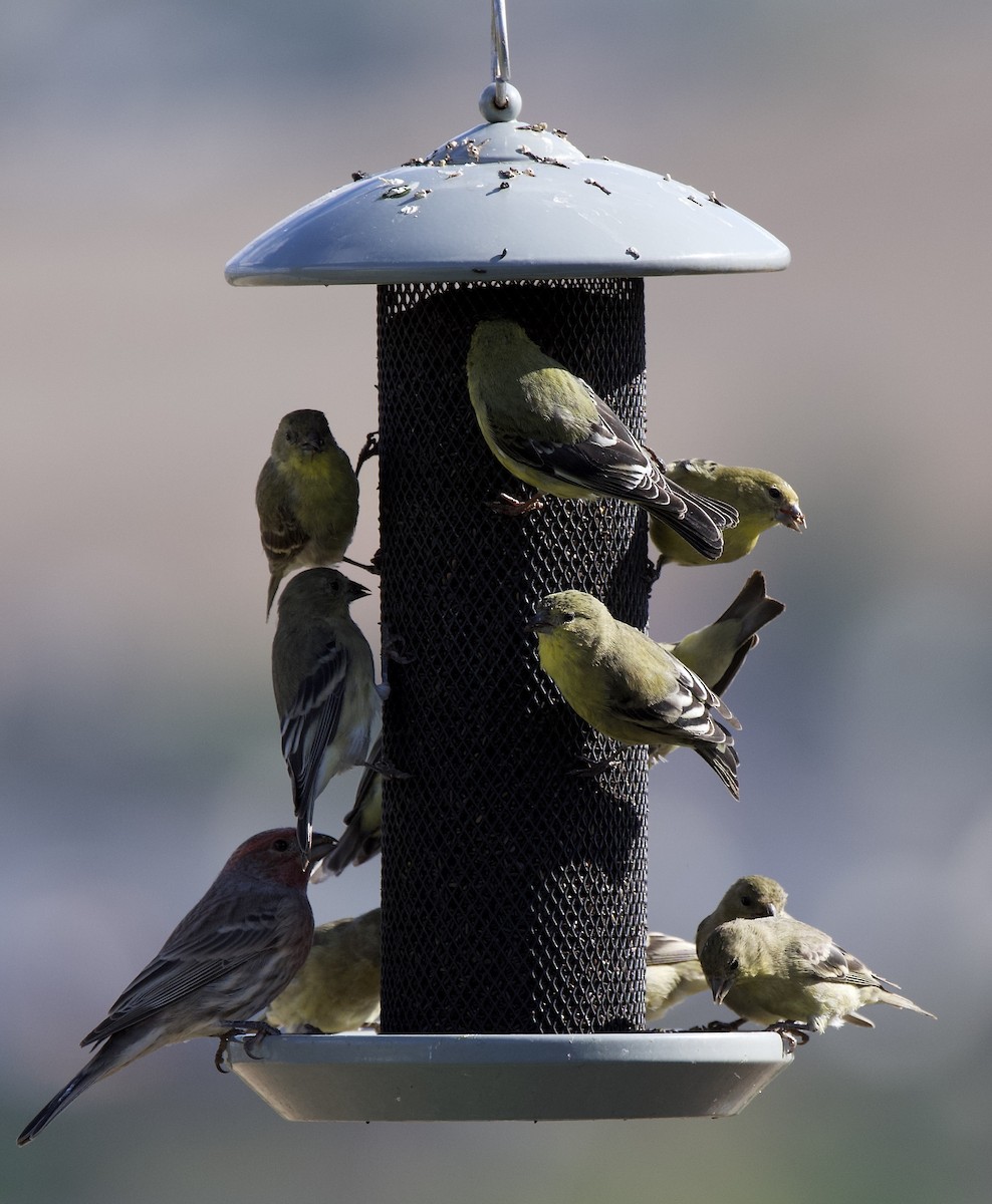 Lesser Goldfinch - ML642870305