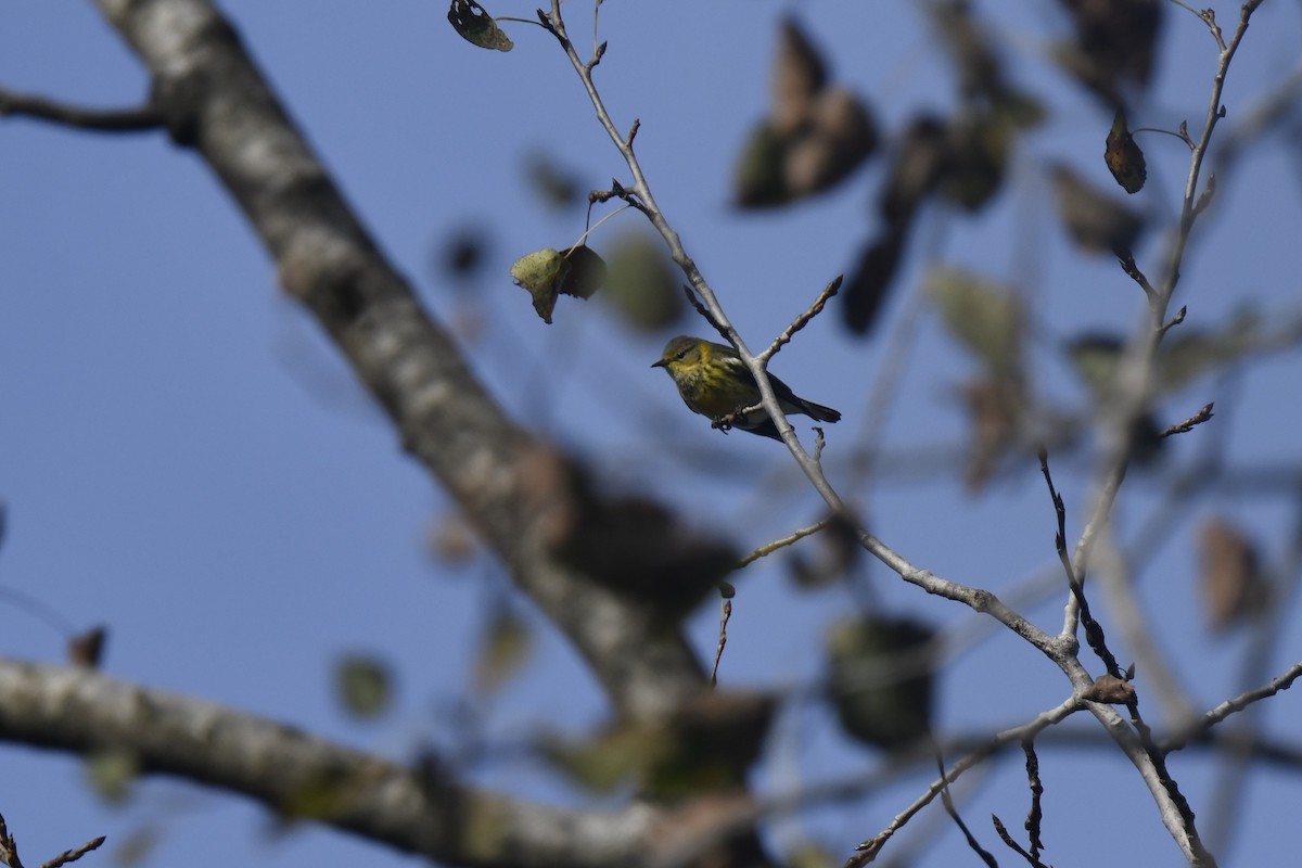 Cape May Warbler - ML642870309
