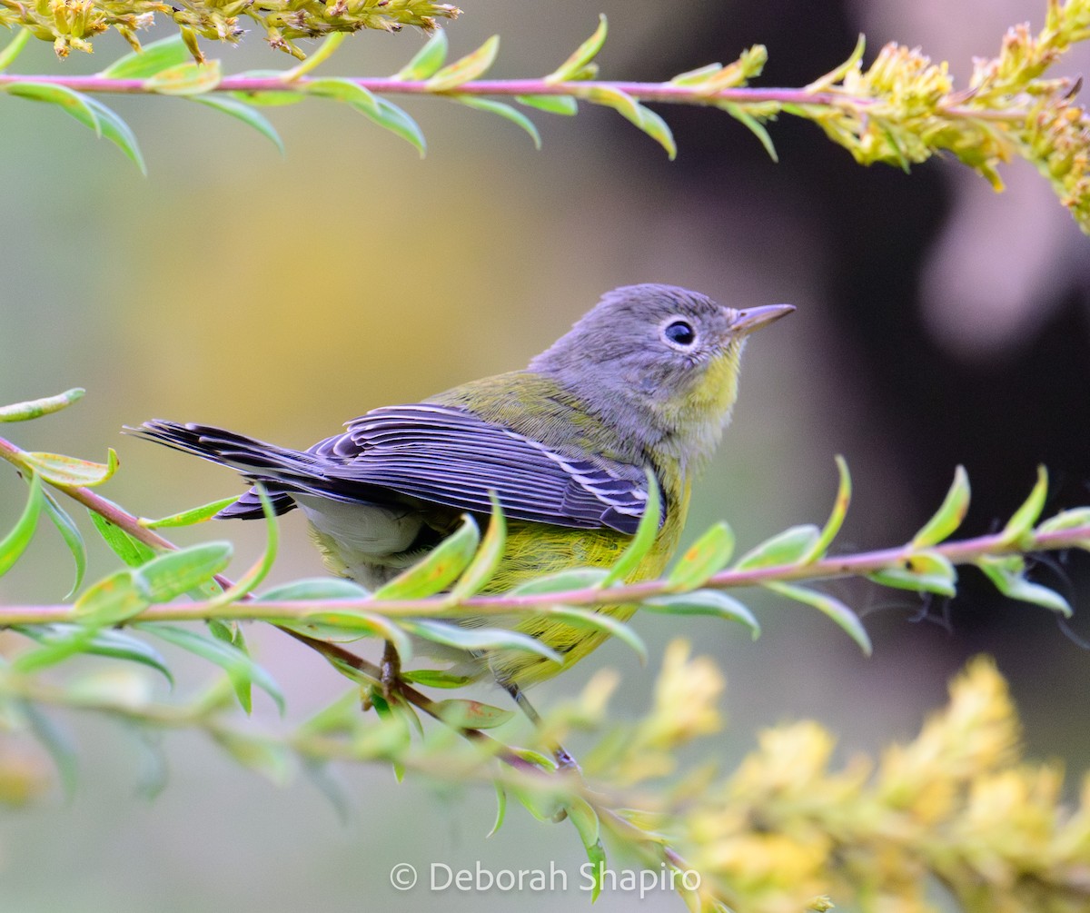 Magnolia Warbler - ML642870312