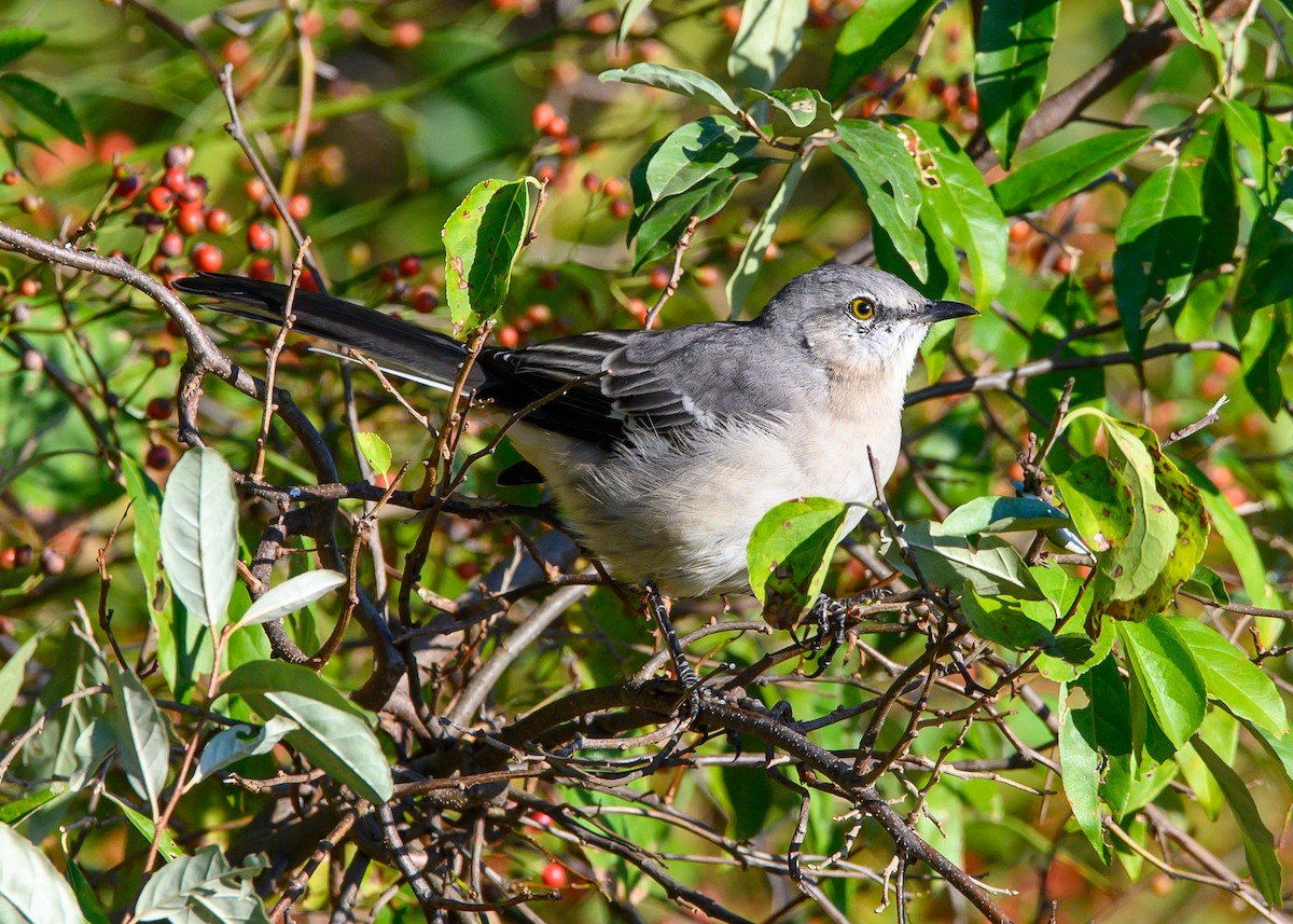 Northern Mockingbird - ML642870314