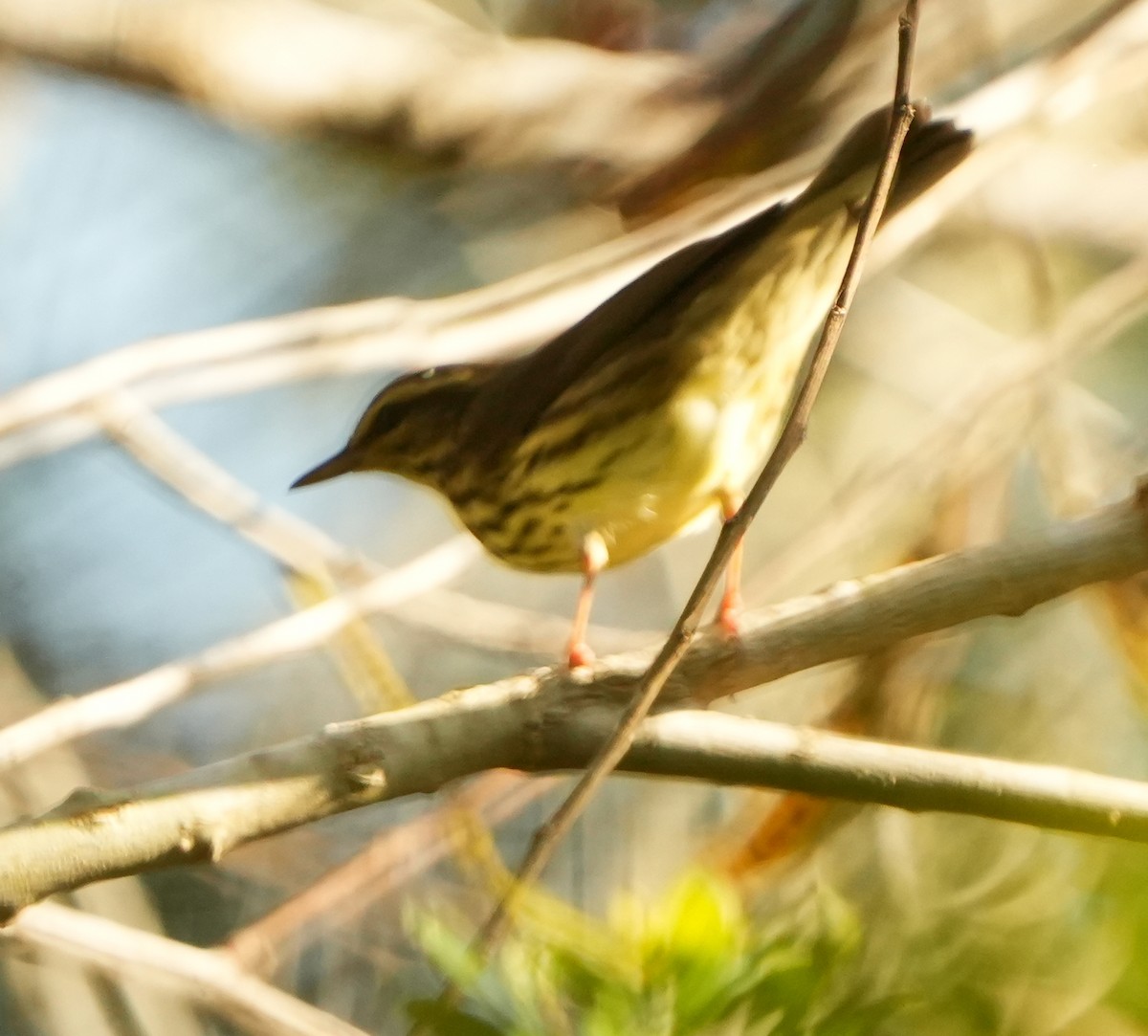 Northern Waterthrush - ML642870316