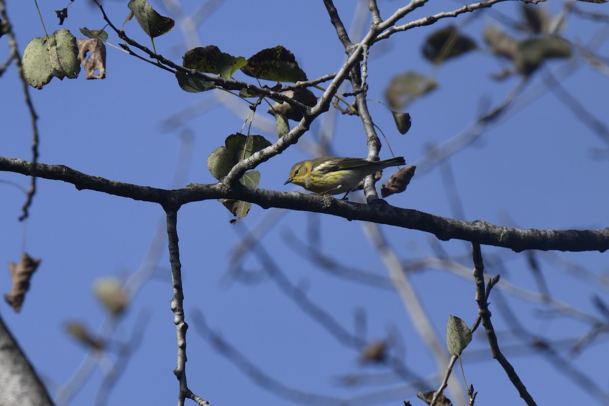Cape May Warbler - ML642870318