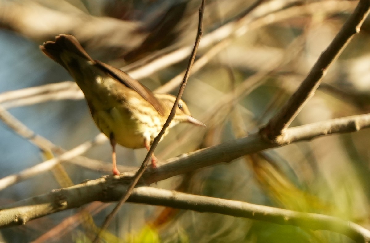 Northern Waterthrush - ML642870320