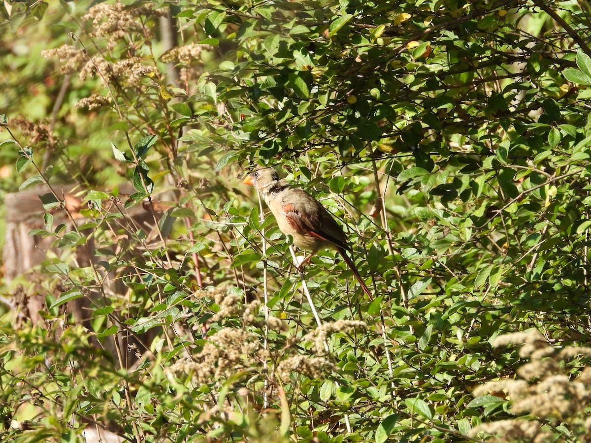 Cardinal rouge - ML642870336