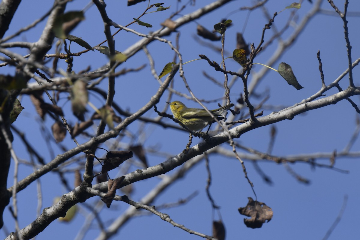 Paruline tigrée - ML642870339