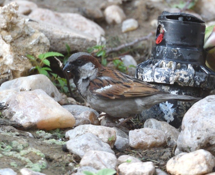 Moineau domestique - ML642870347