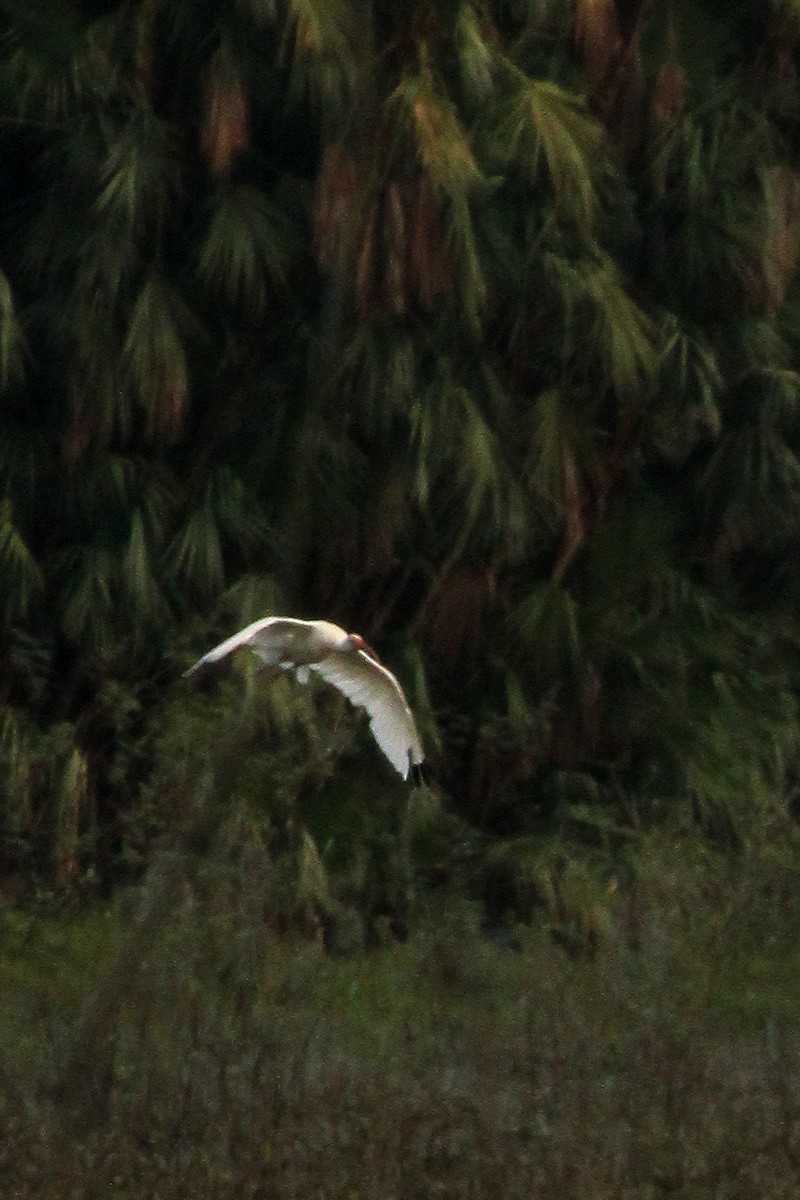 Ibis blanc - ML642870348