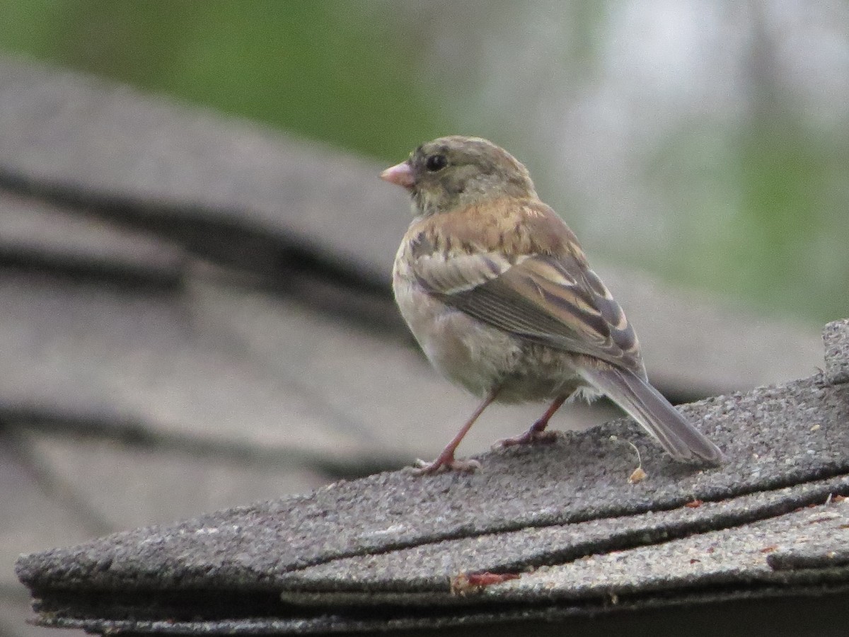 Junco ardoisé - ML642870350