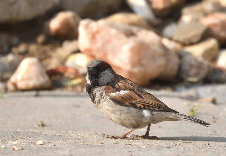 Moineau domestique - ML642870351