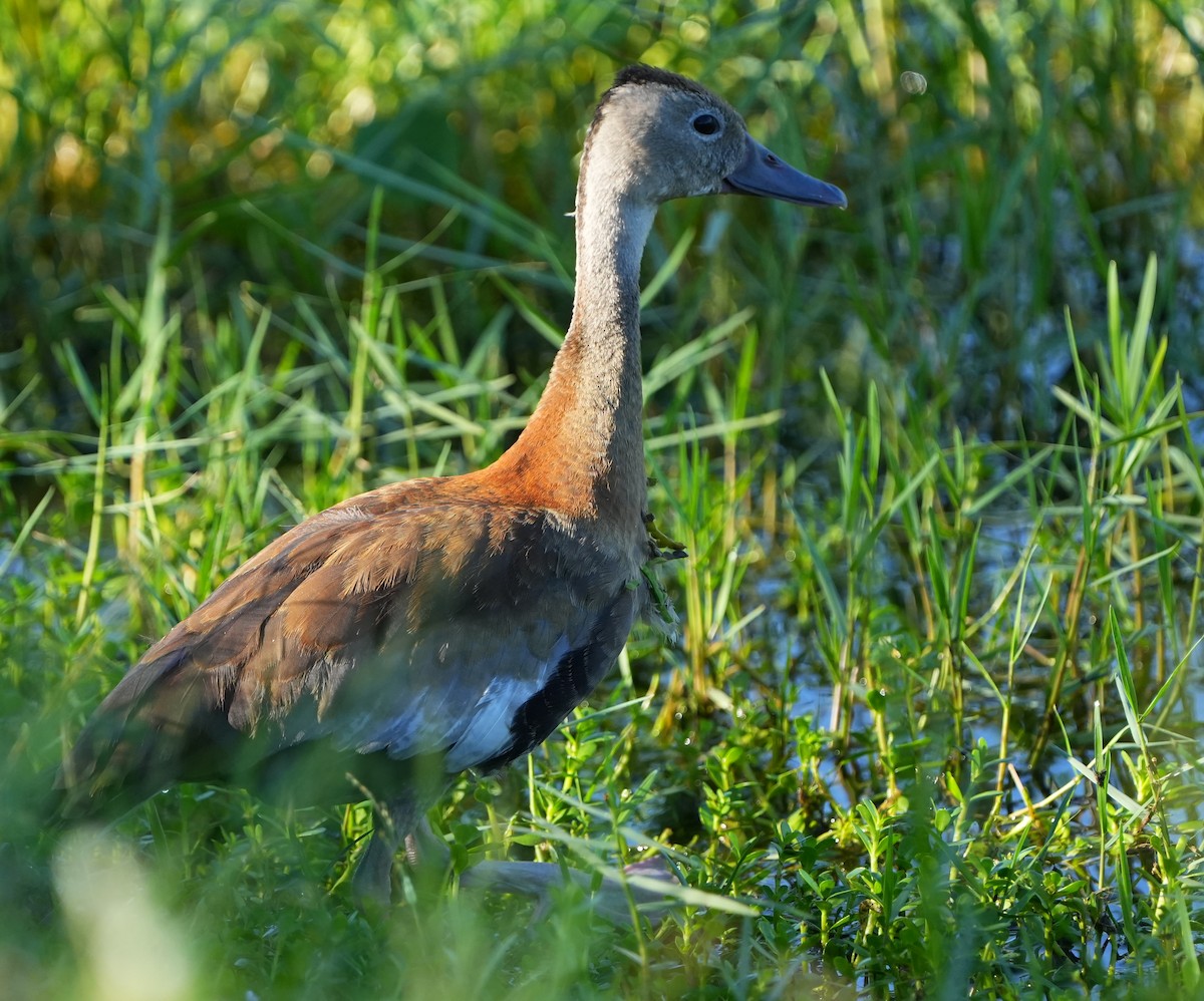 Dendrocygne à ventre noir - ML642870355