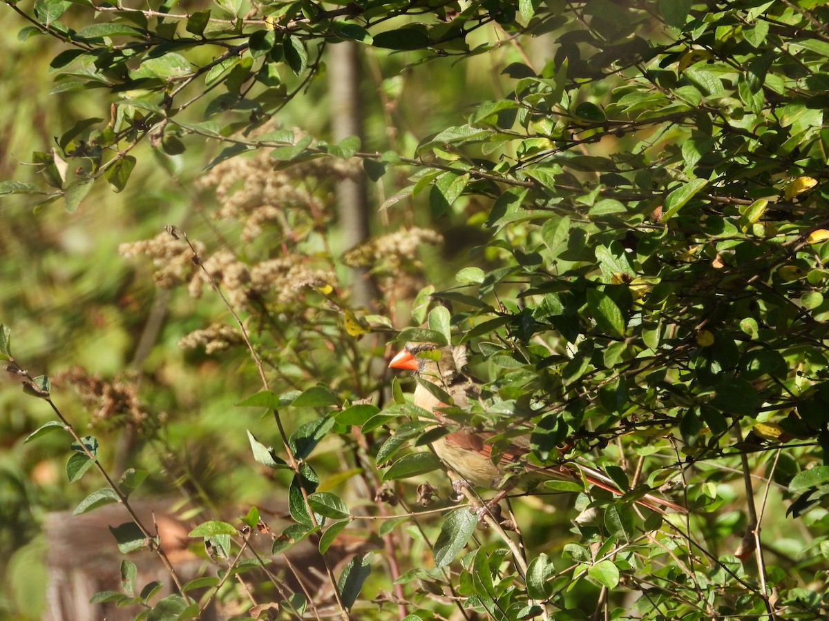 Cardinal rouge - ML642870358