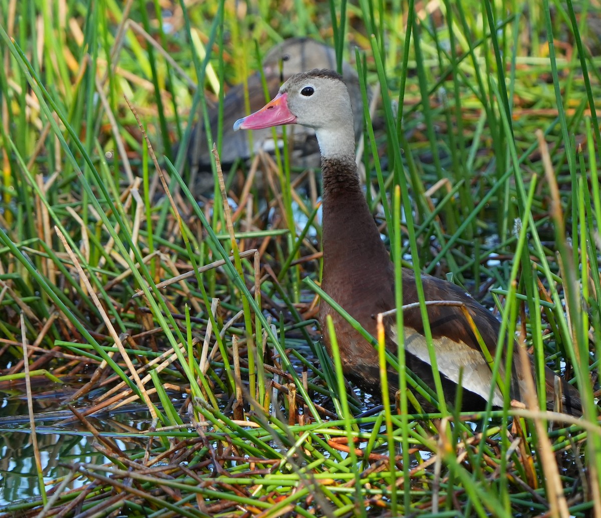 Dendrocygne à ventre noir - ML642870362