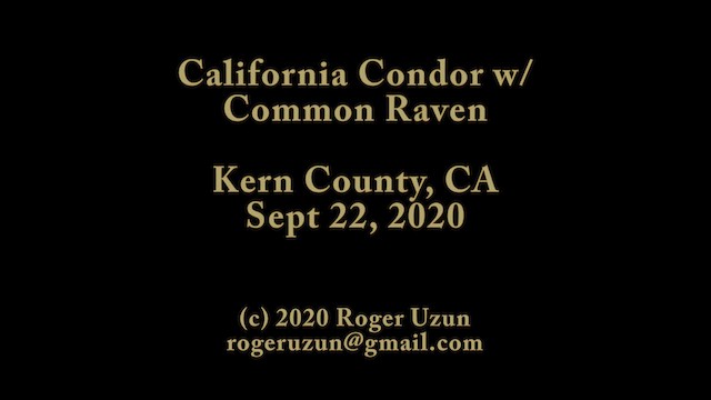 California Condor - ML642870364