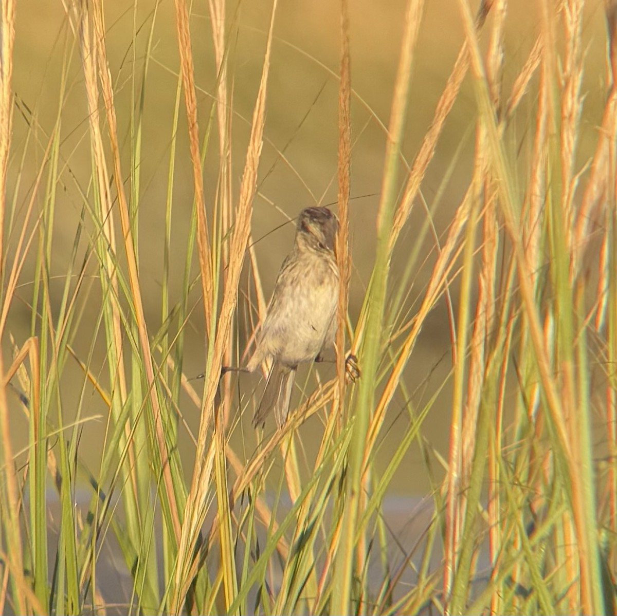 Seaside Sparrow - ML642870365