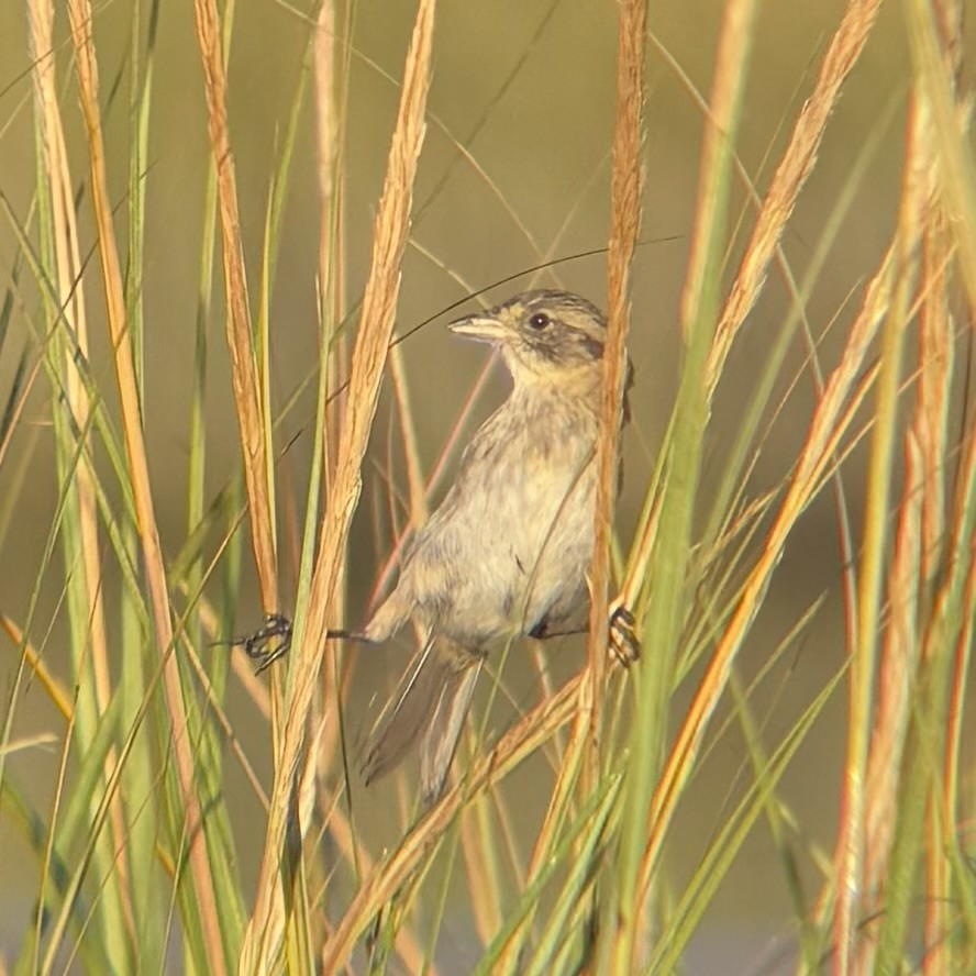 Seaside Sparrow - ML642870366
